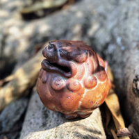Fortune Guardian Pixiu Tea Companion
